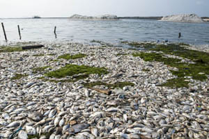 Puluhan Ton Ikan di Danau Maninjau Mati Mendadak